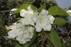 Beaumontia jerdoniana